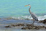 Great Blue Heronborder=